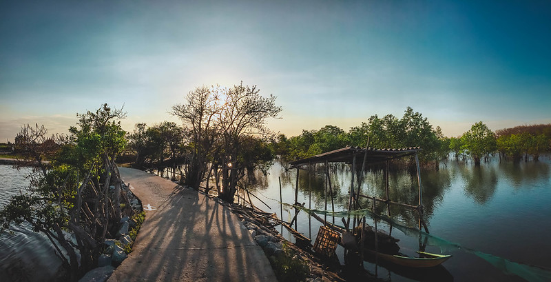 Golden Autumn in Hue: Ru Cha Mangrove Forest in Full Bloom