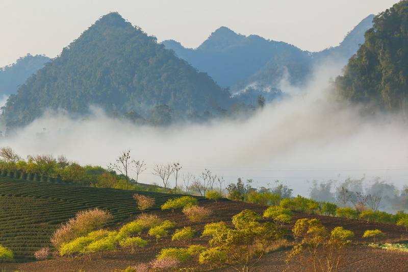 Moc Chau: Your One-Stop Nature Escape