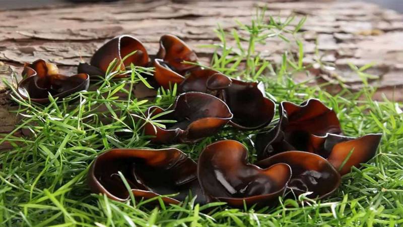 Two Vietnamese Delicacies Make World’s Best Mushroom Dishes List