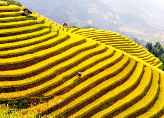Mu Cang Chai - Sapa tours