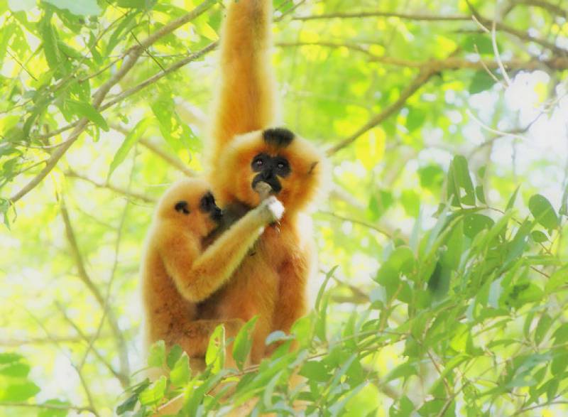 Cuc Phuong National Park